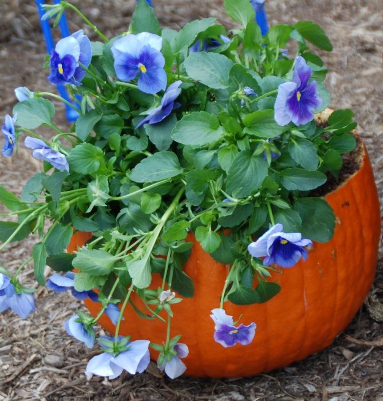 Creative ways to enjoy pansies this fall Cape Gazette